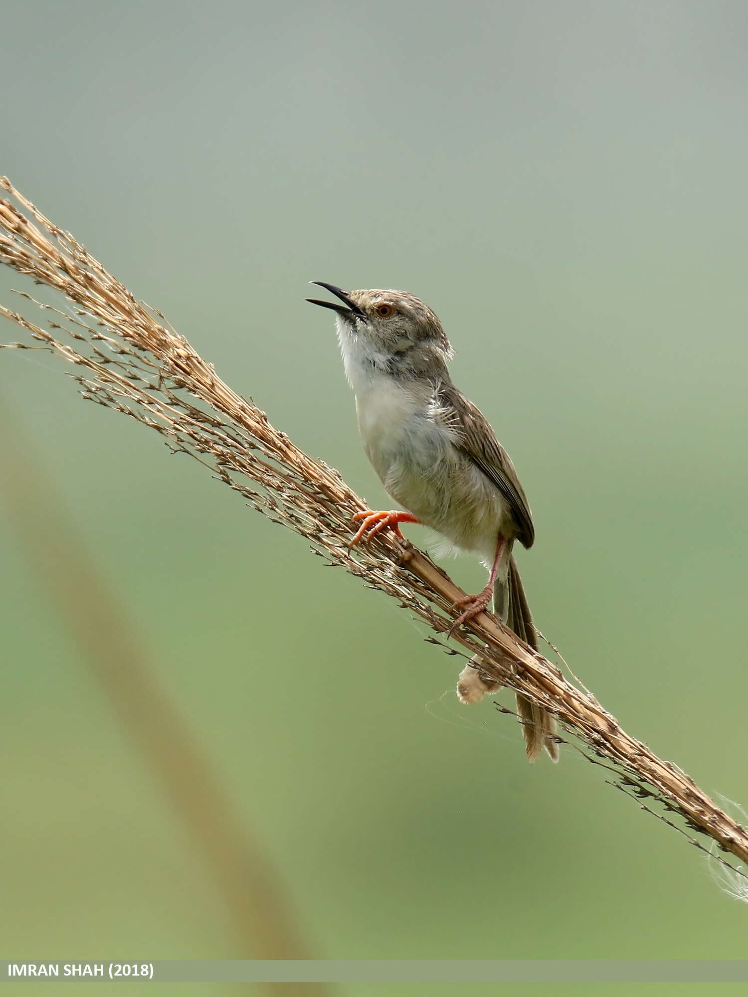 Image of Graceful Prinia