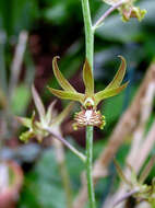 Image de Eulophia andamanensis Rchb. fil.