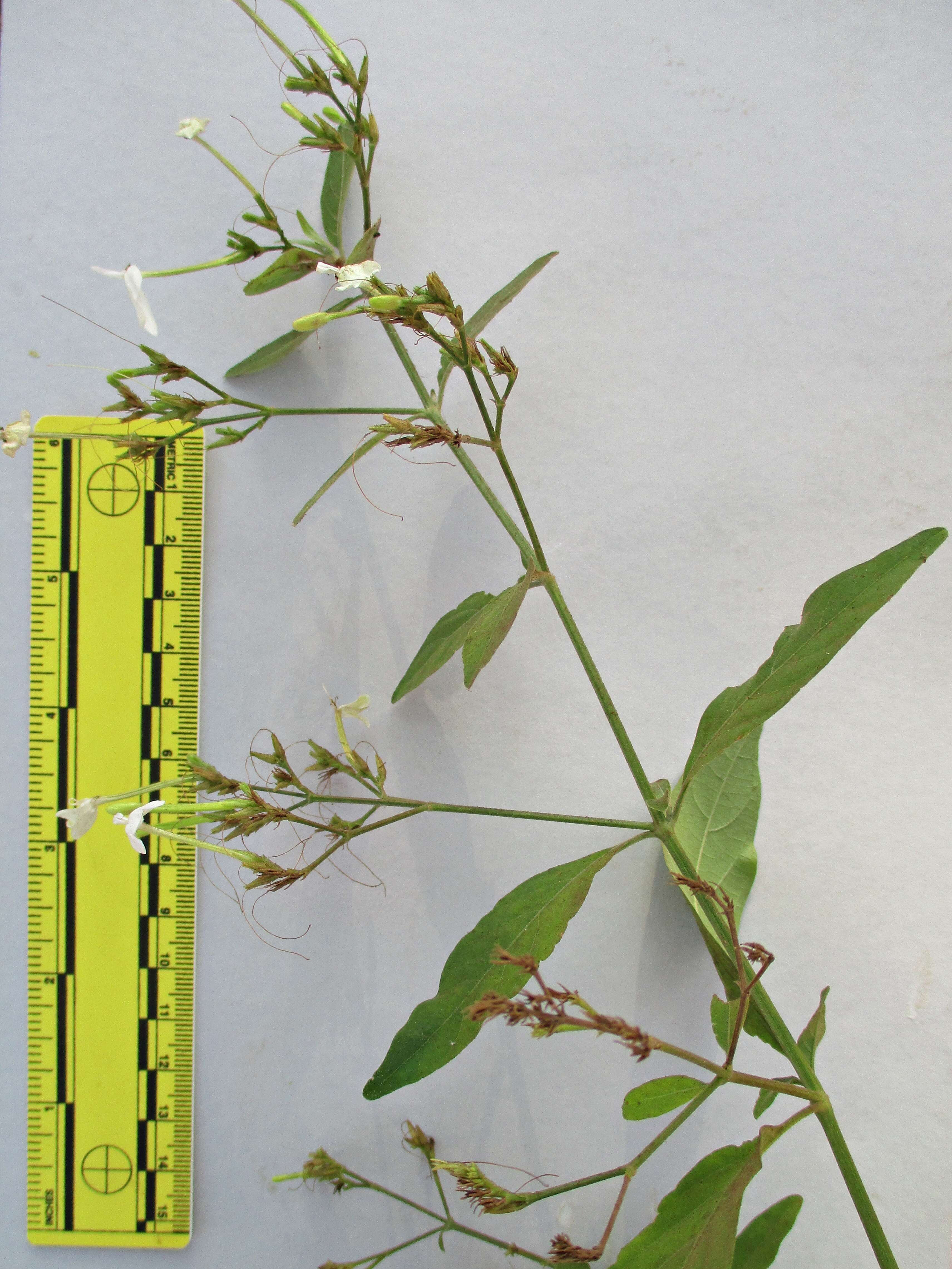 Image of Rhinacanthus nasutus (L.) Kuntze