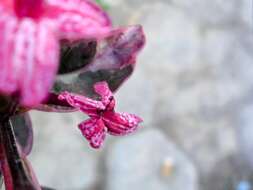 Image de Pseuderanthemum maculatum (Lodd.) I. M. Turner