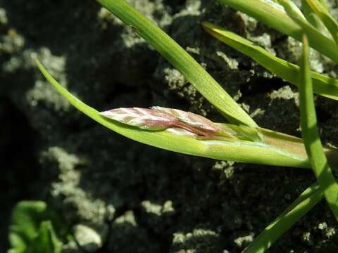 Image of Annual Meadow Grass