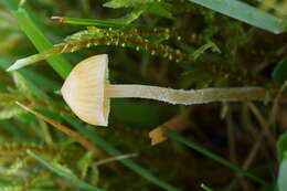 Image of Galerina graminea (Velen.) Kühner 1935