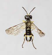 Image of <i>Tenthredo zonula</i>