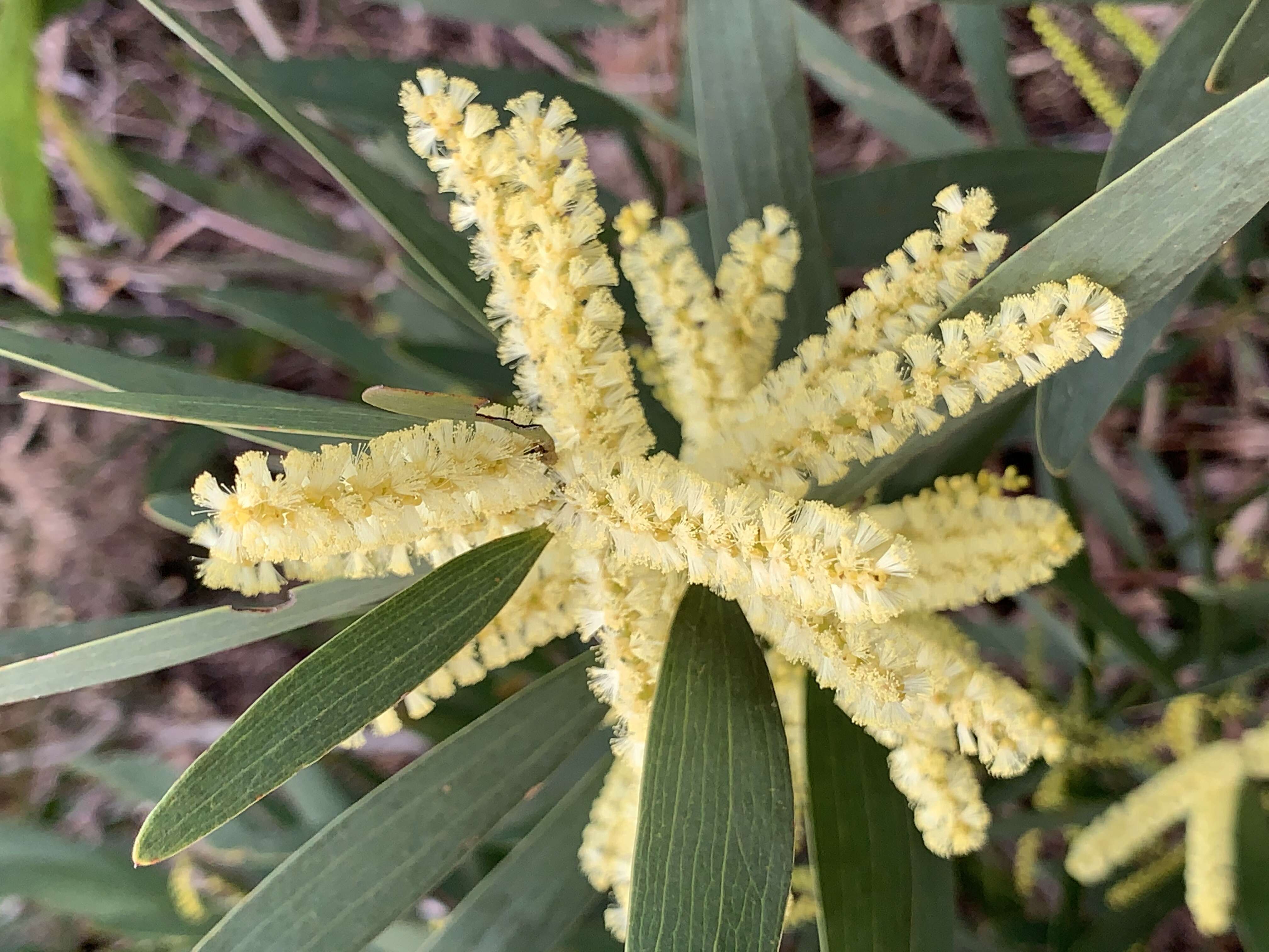 Imagem de Acacia longifolia (Andrews) Willd.