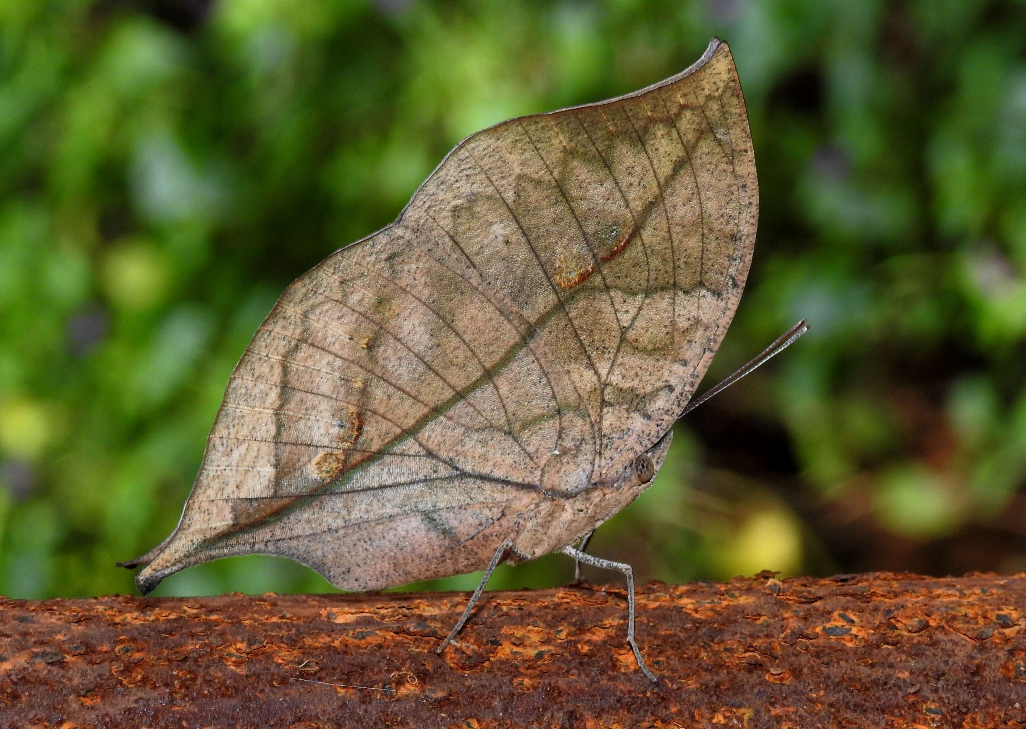 Image of Sahyadri blue oakleaf