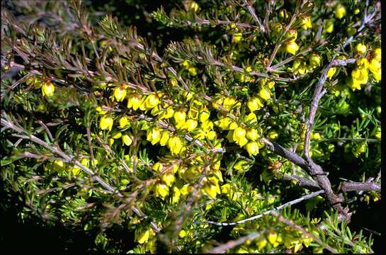 Image de Boronia purdieana Diels