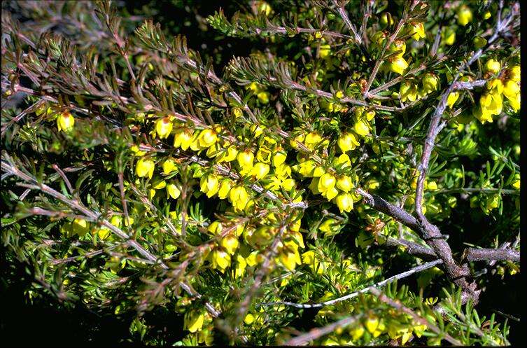 Image de Boronia purdieana Diels