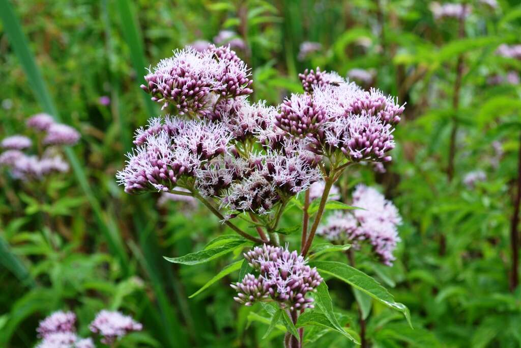 Image of hemp agrimony