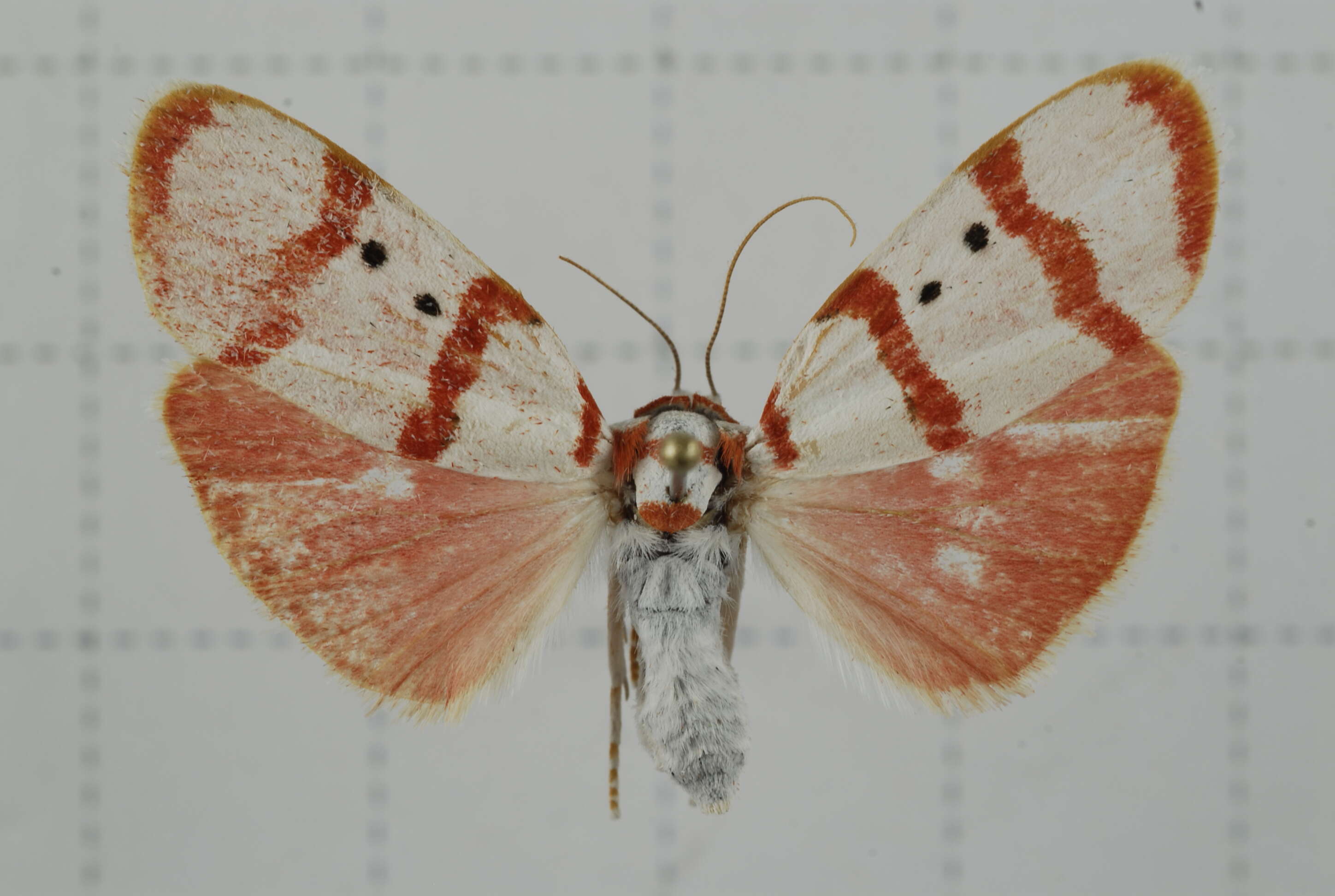 Image of Cyana quadripartita (Wileman 1910)