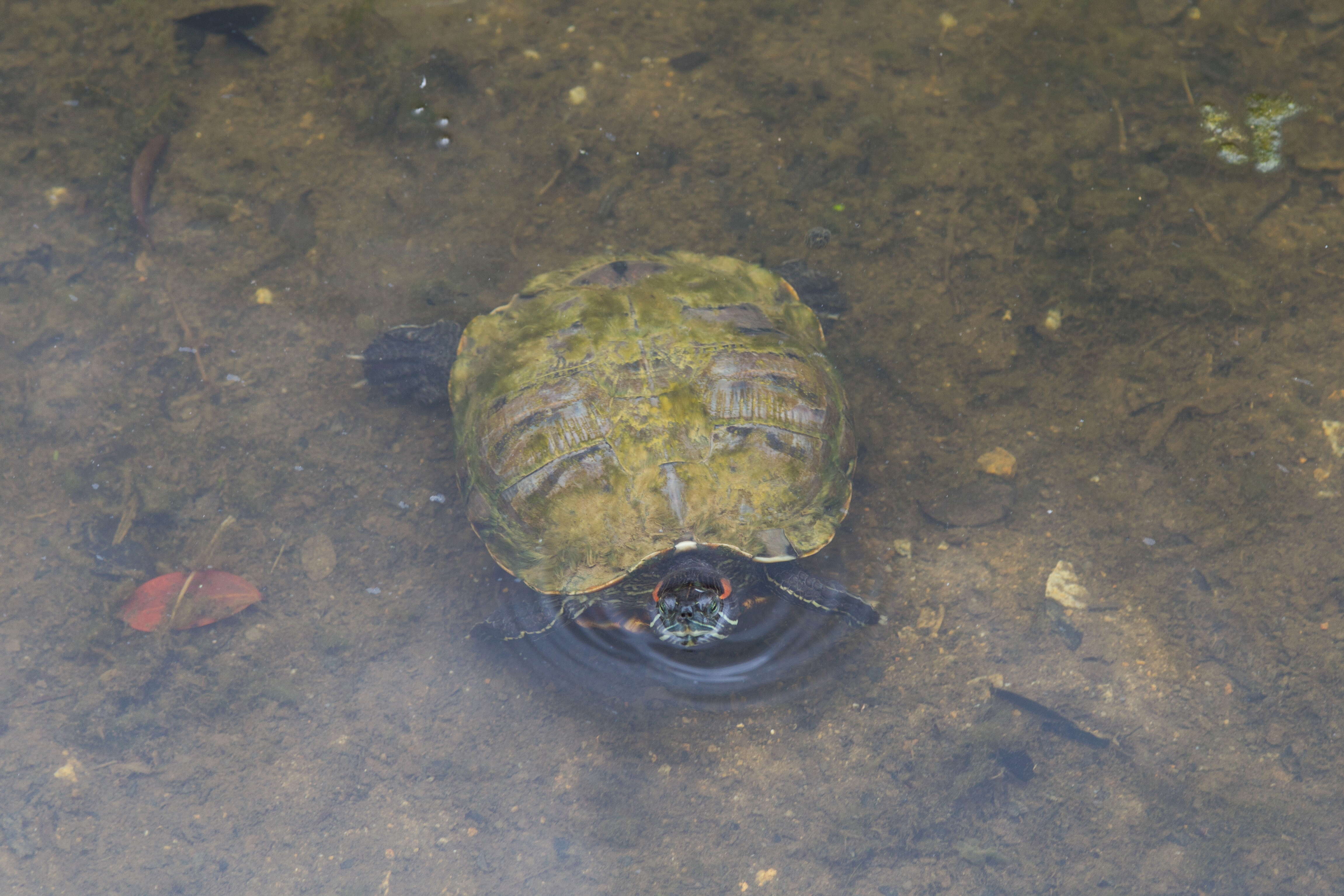 Image of slider turtle, red-eared terrapin, red-eared slider