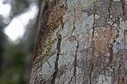 Image of Guantanamo  Anole