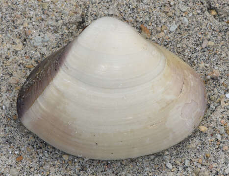 Image of Pismo clam