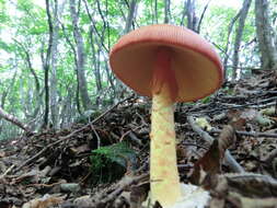 Image of Amanita hemibapha (Berk. & Broome) Sacc. 1887