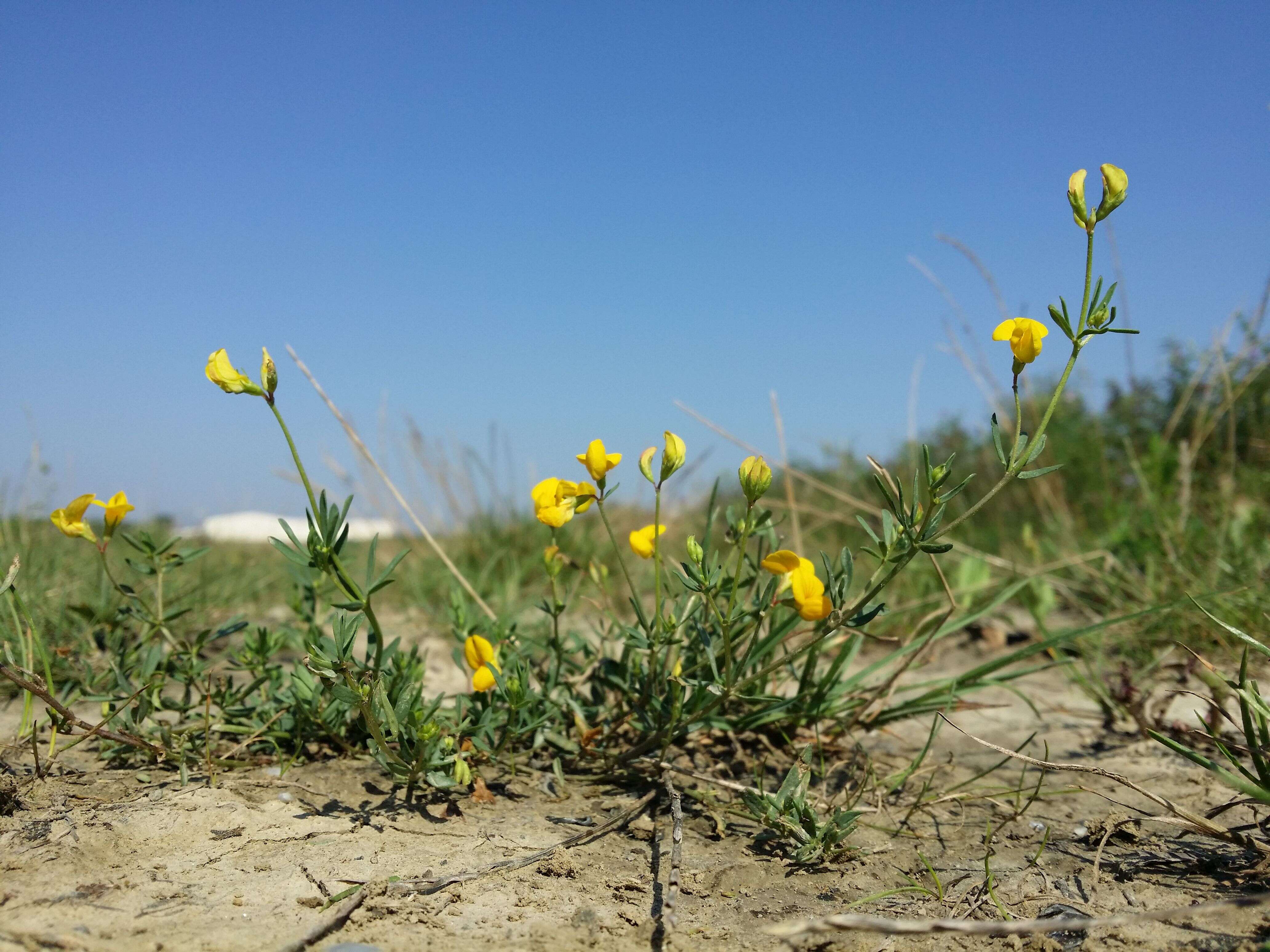 Image of Narrow-leaved Bird's-foot-trefoil