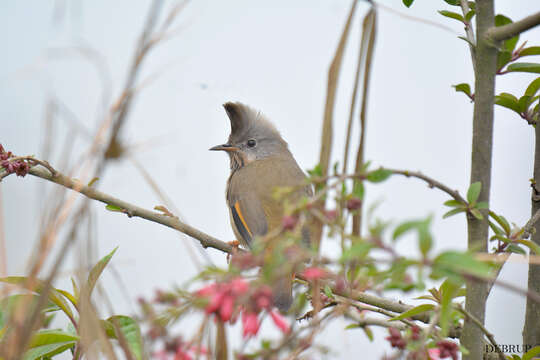 Image of Stripe-throated Yuhina