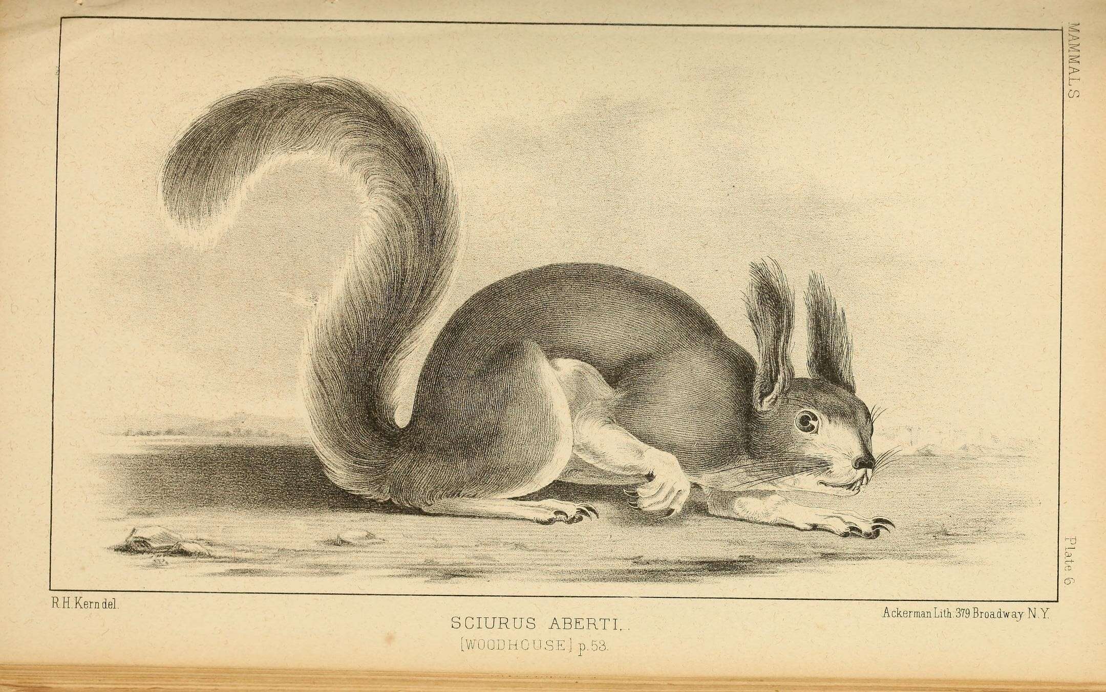Image de Sciurus subgen. Otosciurus Nelson 1899