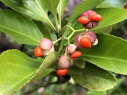 Image of Japanese spindletree