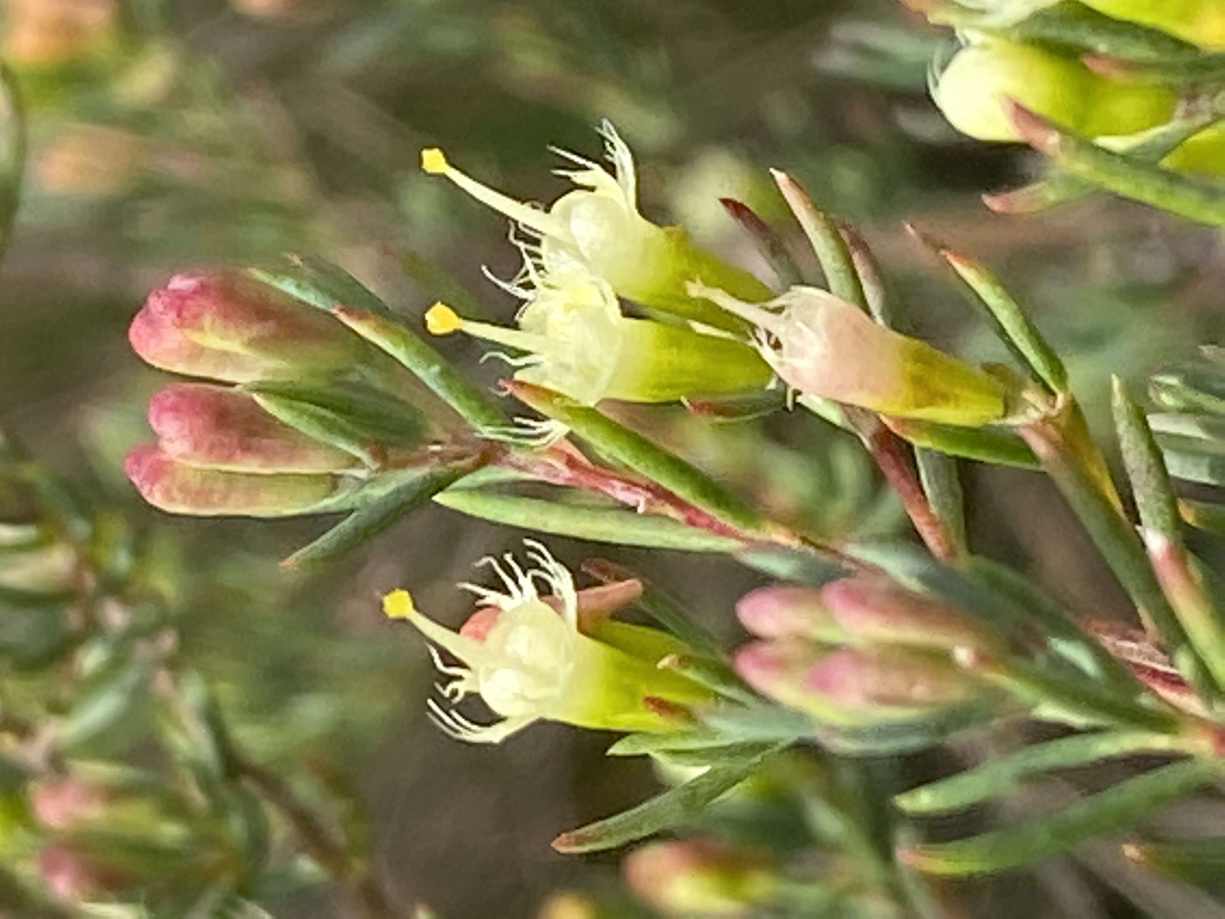 Image of Homoranthus biflorus L. A. Craven & S. R. Jones