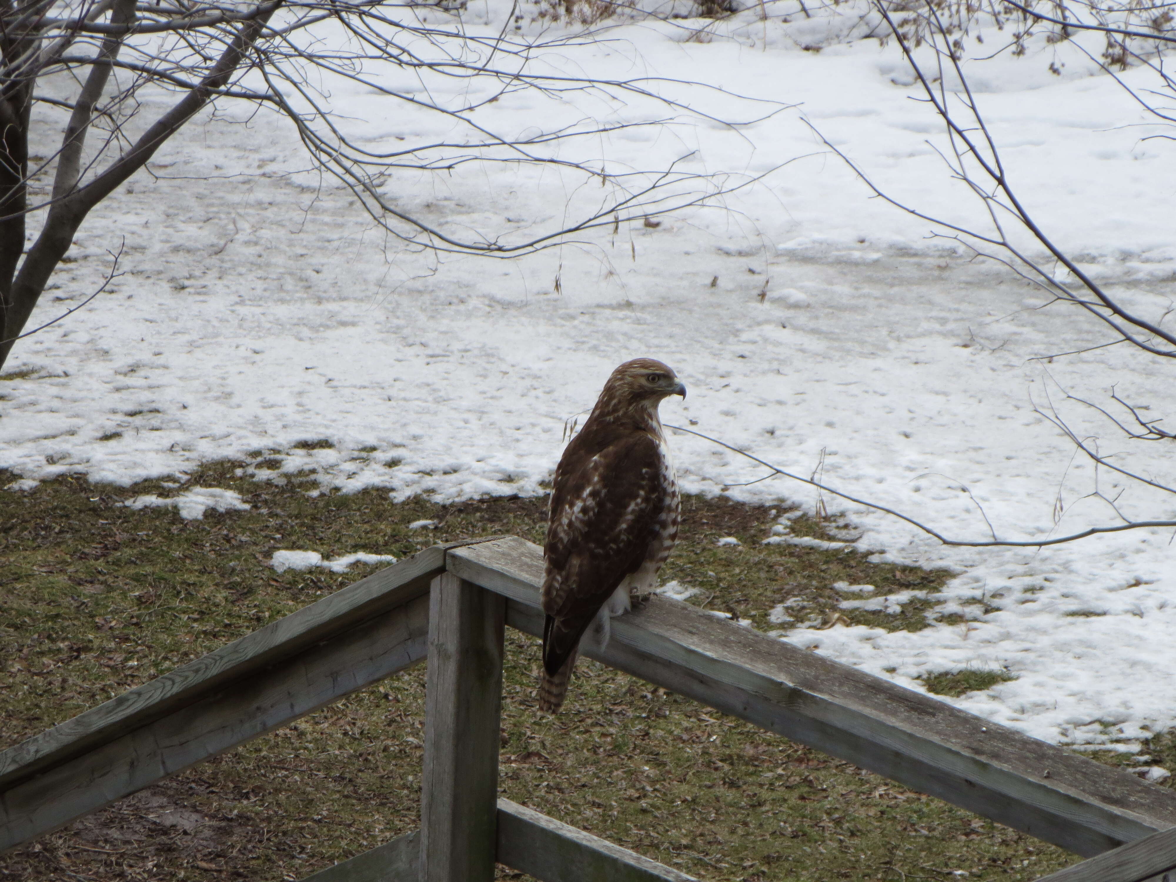 Image of Red-tailed Hawk