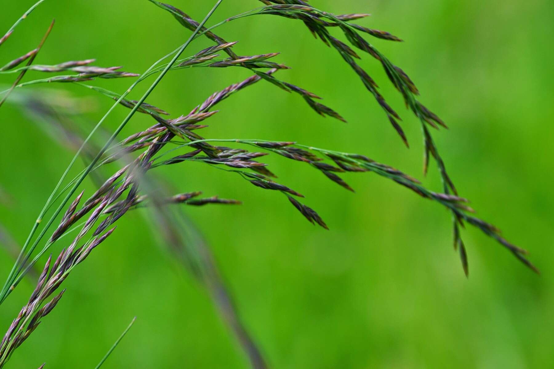 Image of Festuca amethystina L.