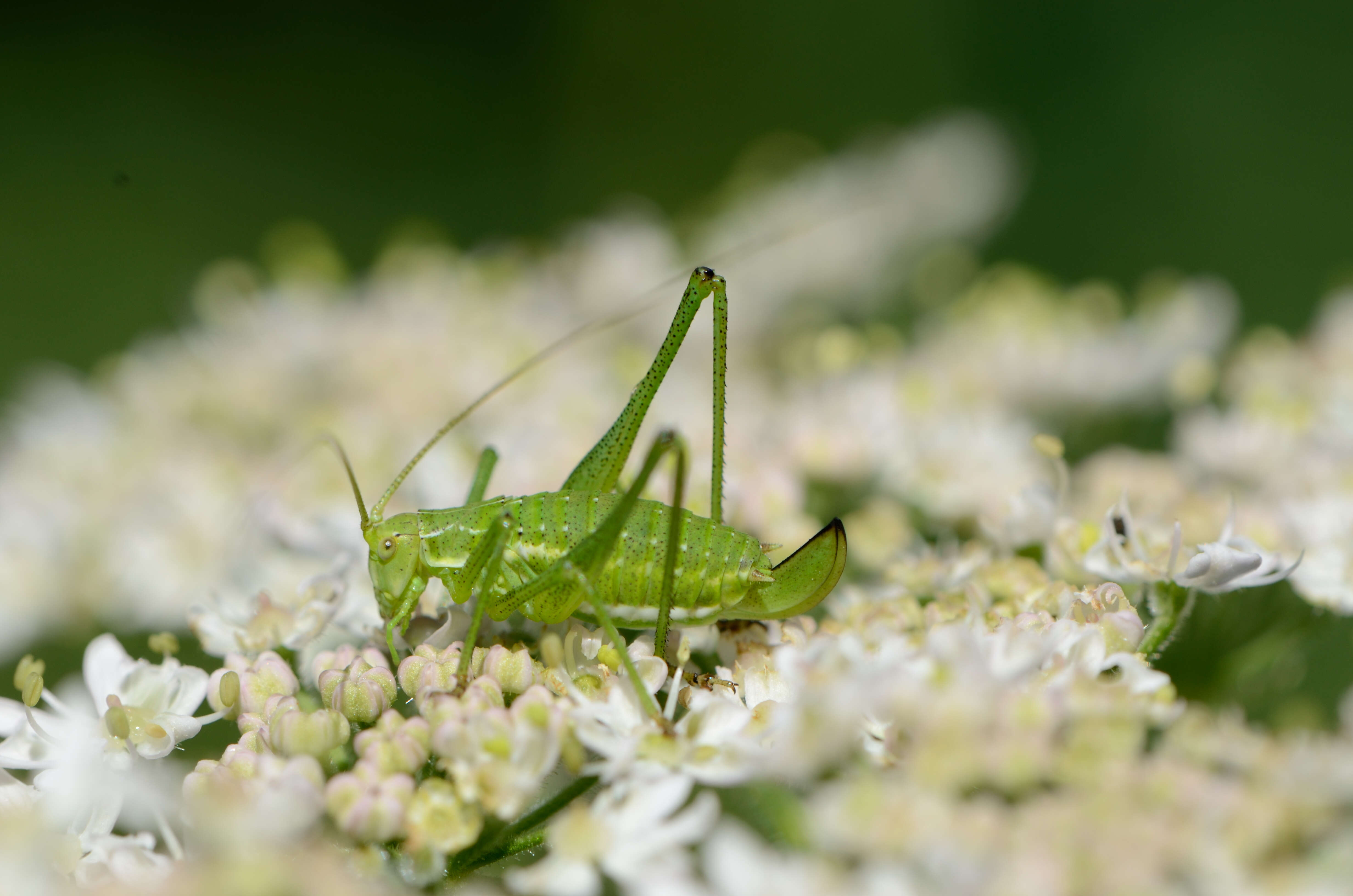 Image of striped bush-cricket