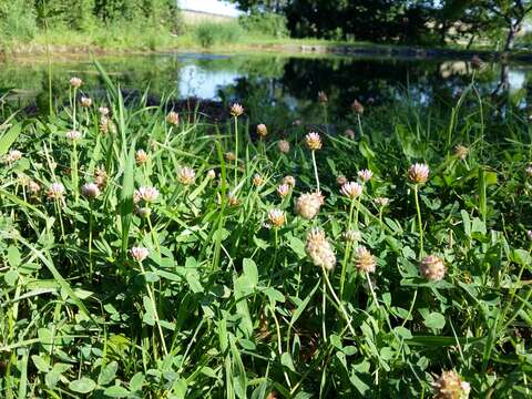 Image of strawberry clover