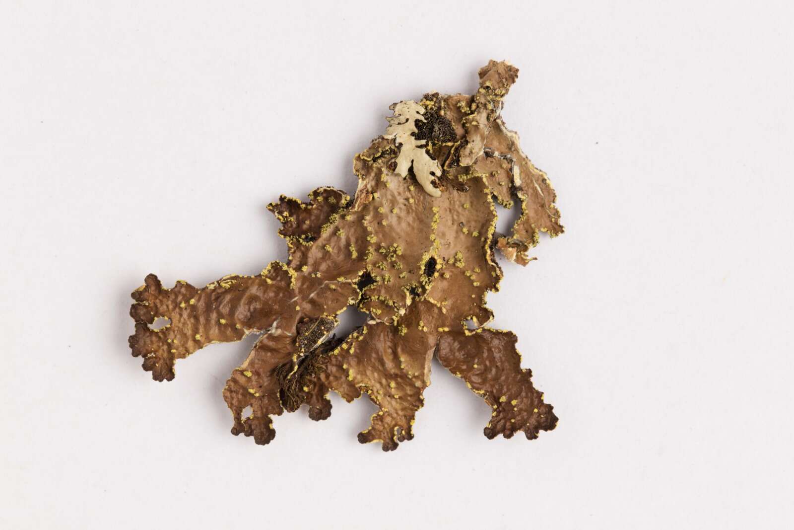 Image of Yellow specklebelly lichen