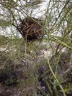 Image of Cactus Wren