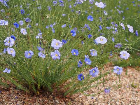 Image of Asian flax