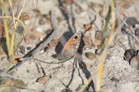 Imagem de Argyrophorus