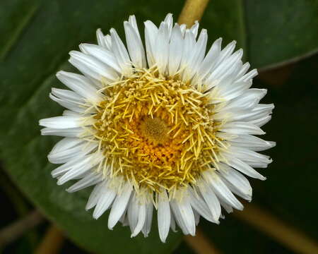 Image of Pachystegia insignis (Hook. fil.) Cheesem.