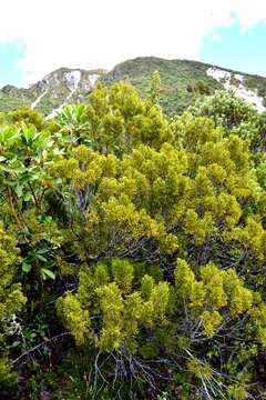 صورة Halocarpus bidwillii (Hook. fil. ex Kirk) Quinn