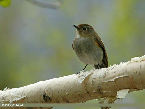 Image of Orange-flanked Bush-Robin