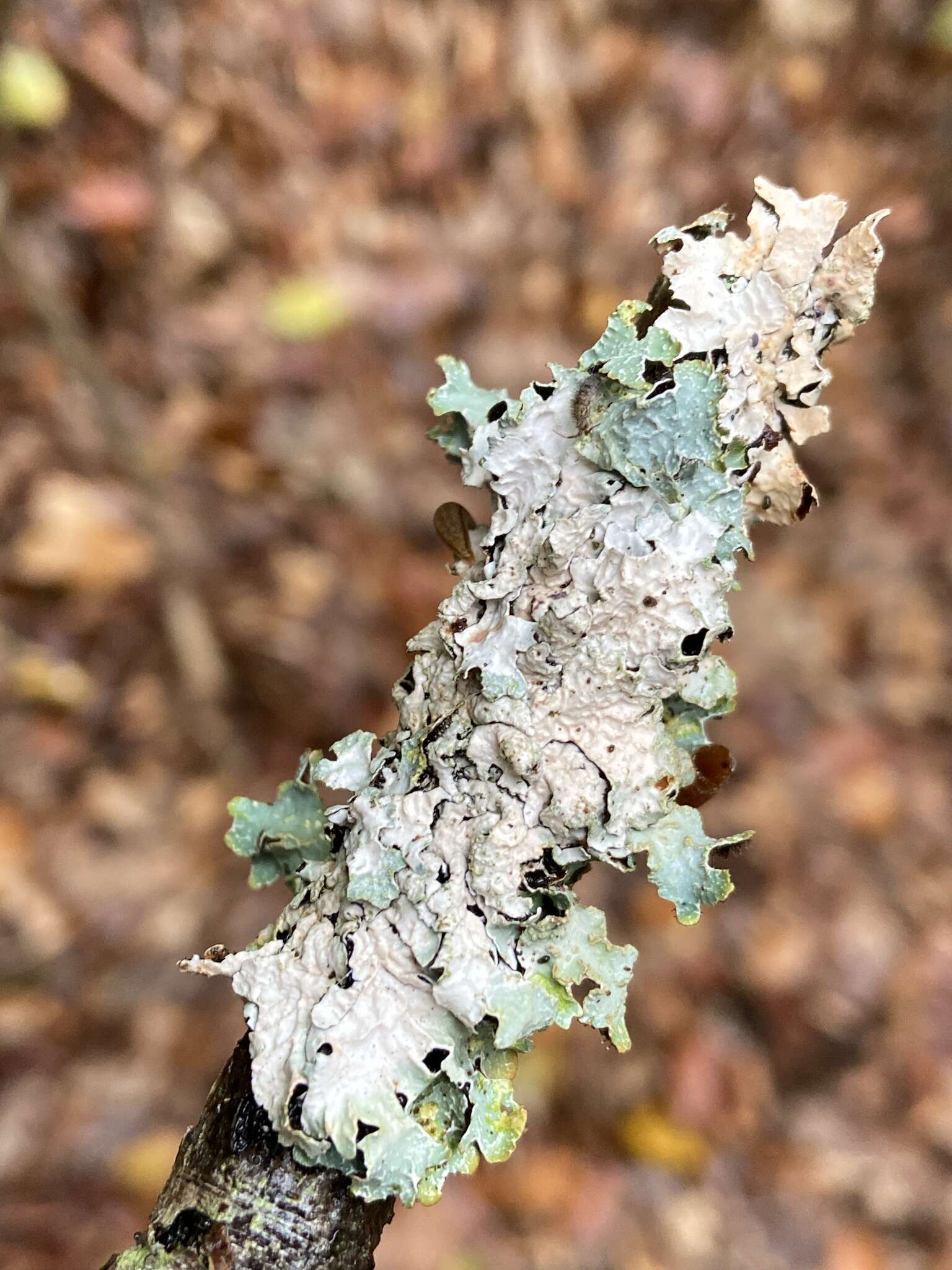 Image of Hammered shield lichen