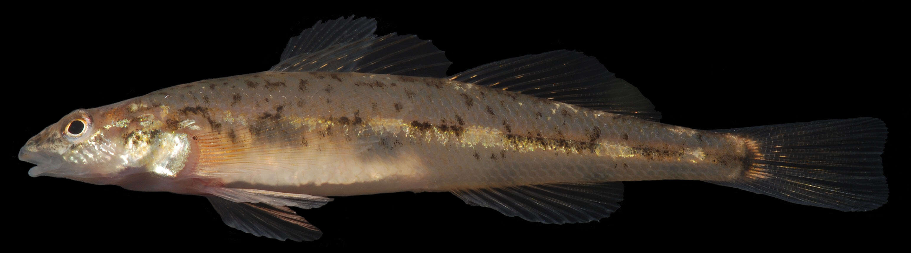 Plancia ëd Etheostoma vitreum (Cope 1870)