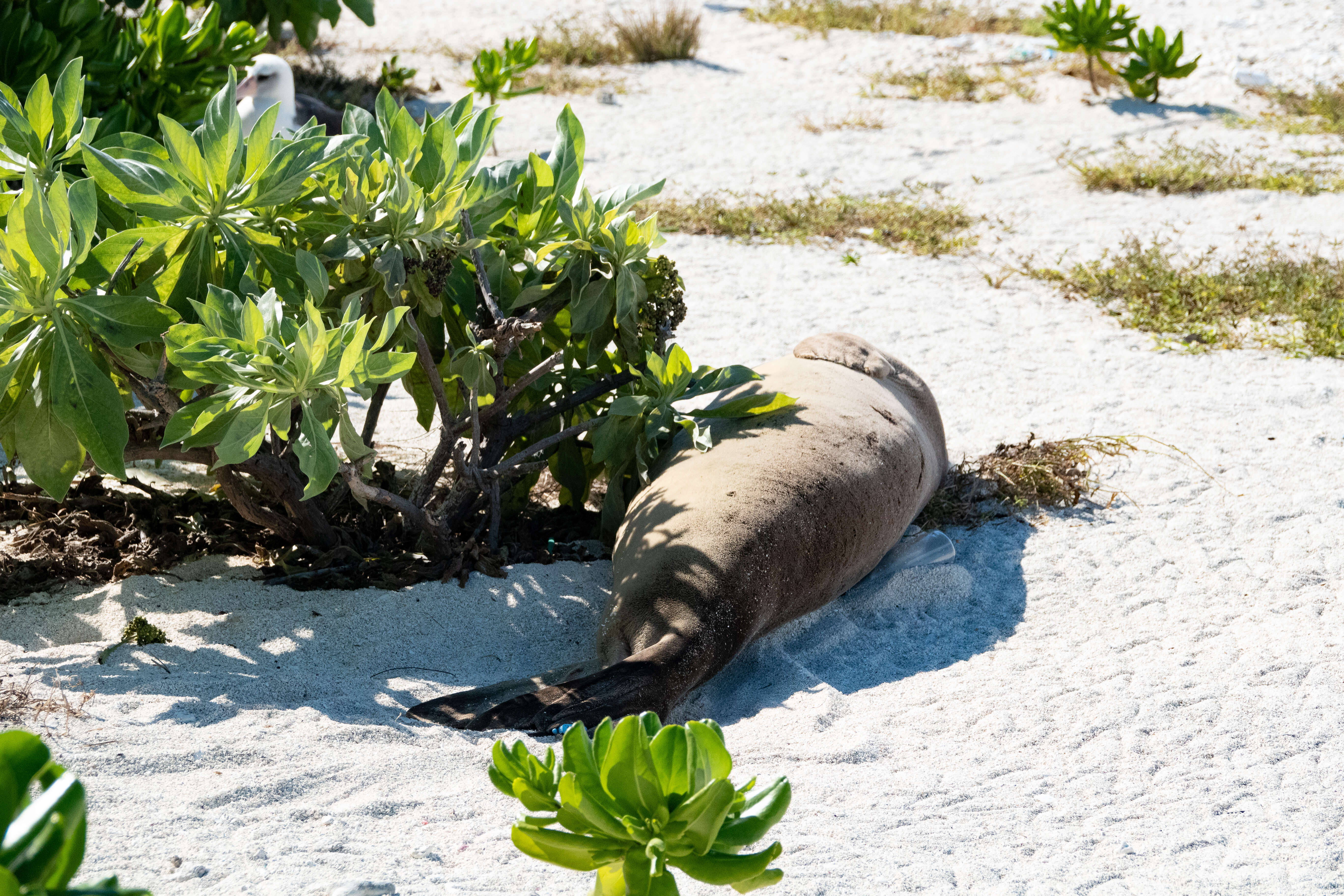 Image of Hawaiian Monk Seal