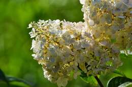 Image of panicled hydrangea