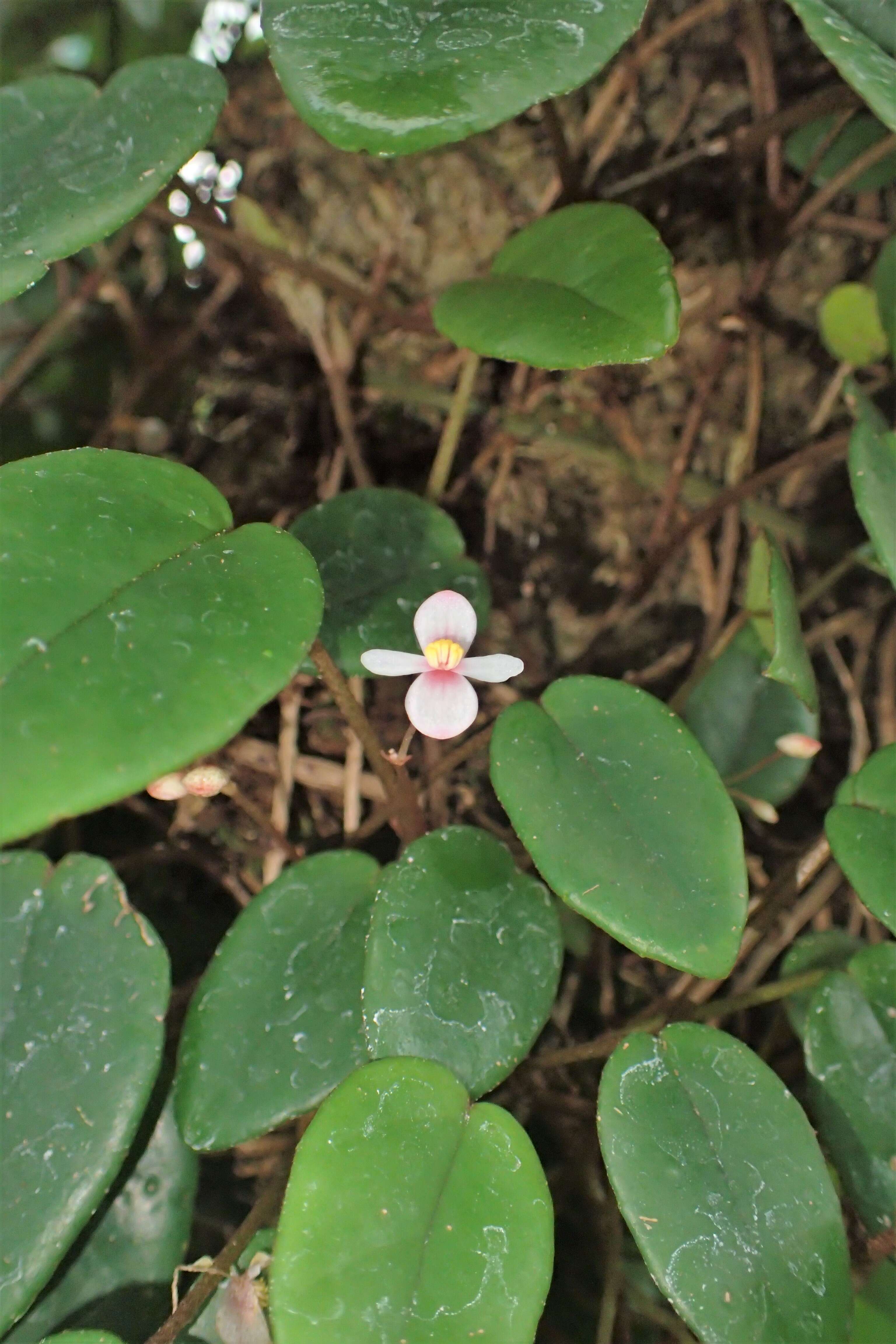 Слика од Begonia elaeagnifolia Hook. fil.