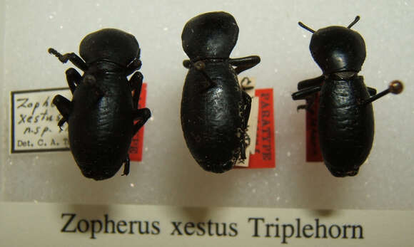 Image of Zopherus xestus Triplehorn 1972