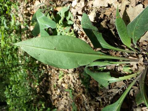 Image of Pulmonaria mollis Hornem.