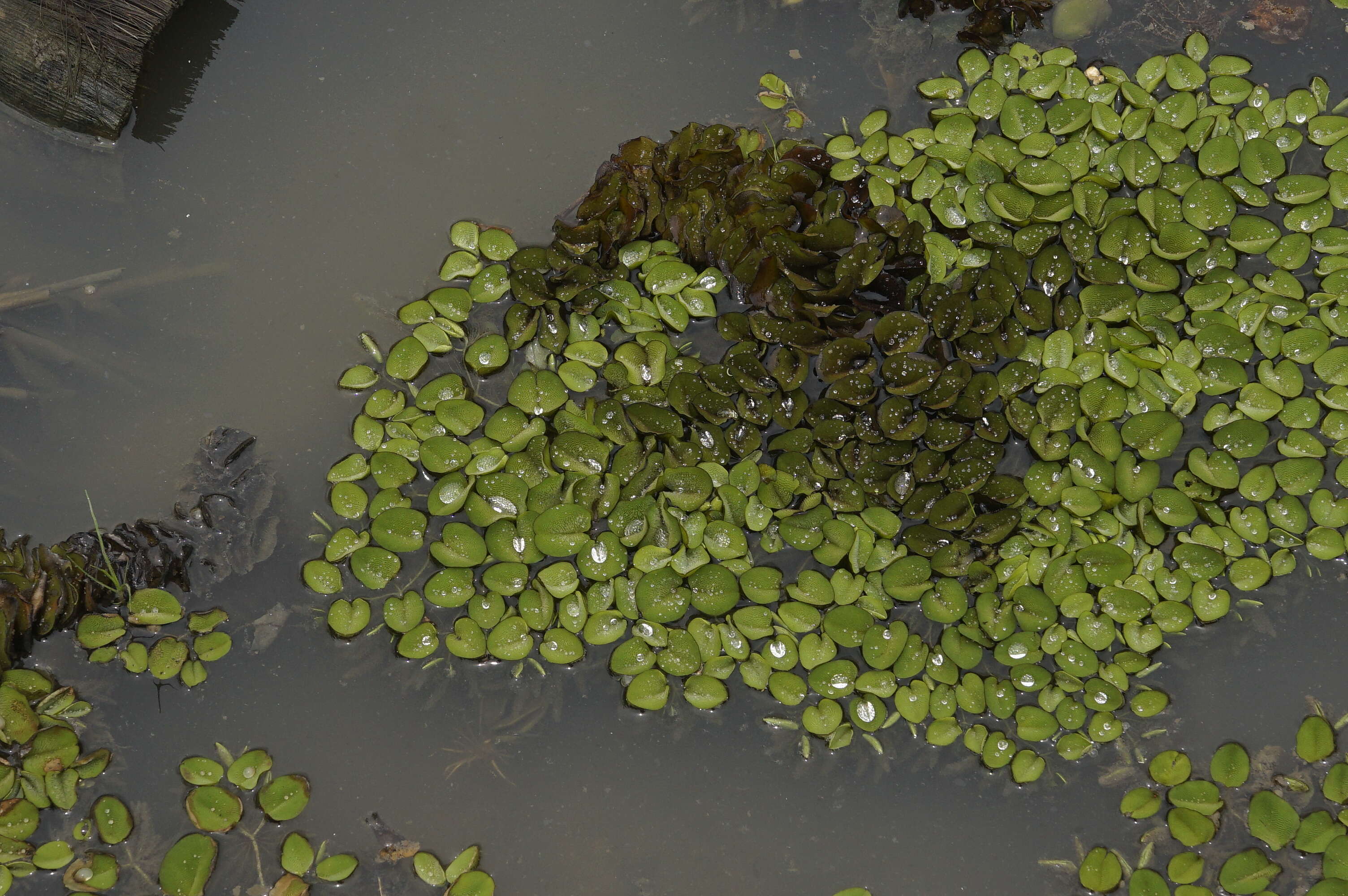 Image of eared watermoss