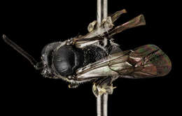 Image of Hylaeus verticalis (Cresson 1869)