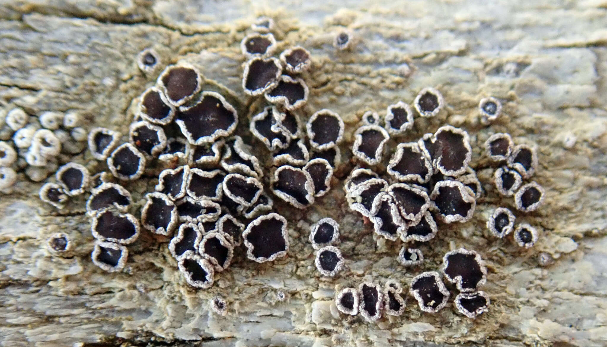 Image of Lecanora xylophila