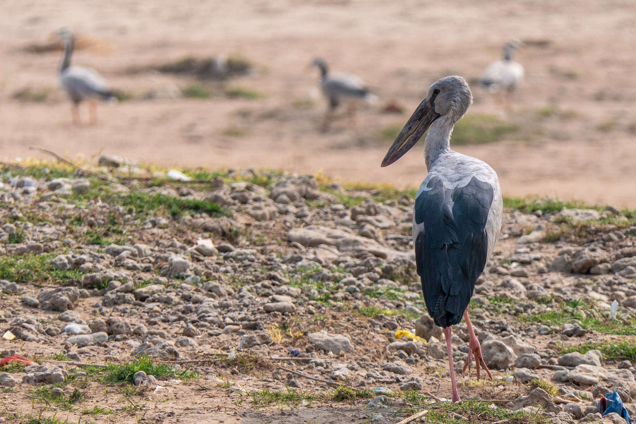 Image of Openbill stork