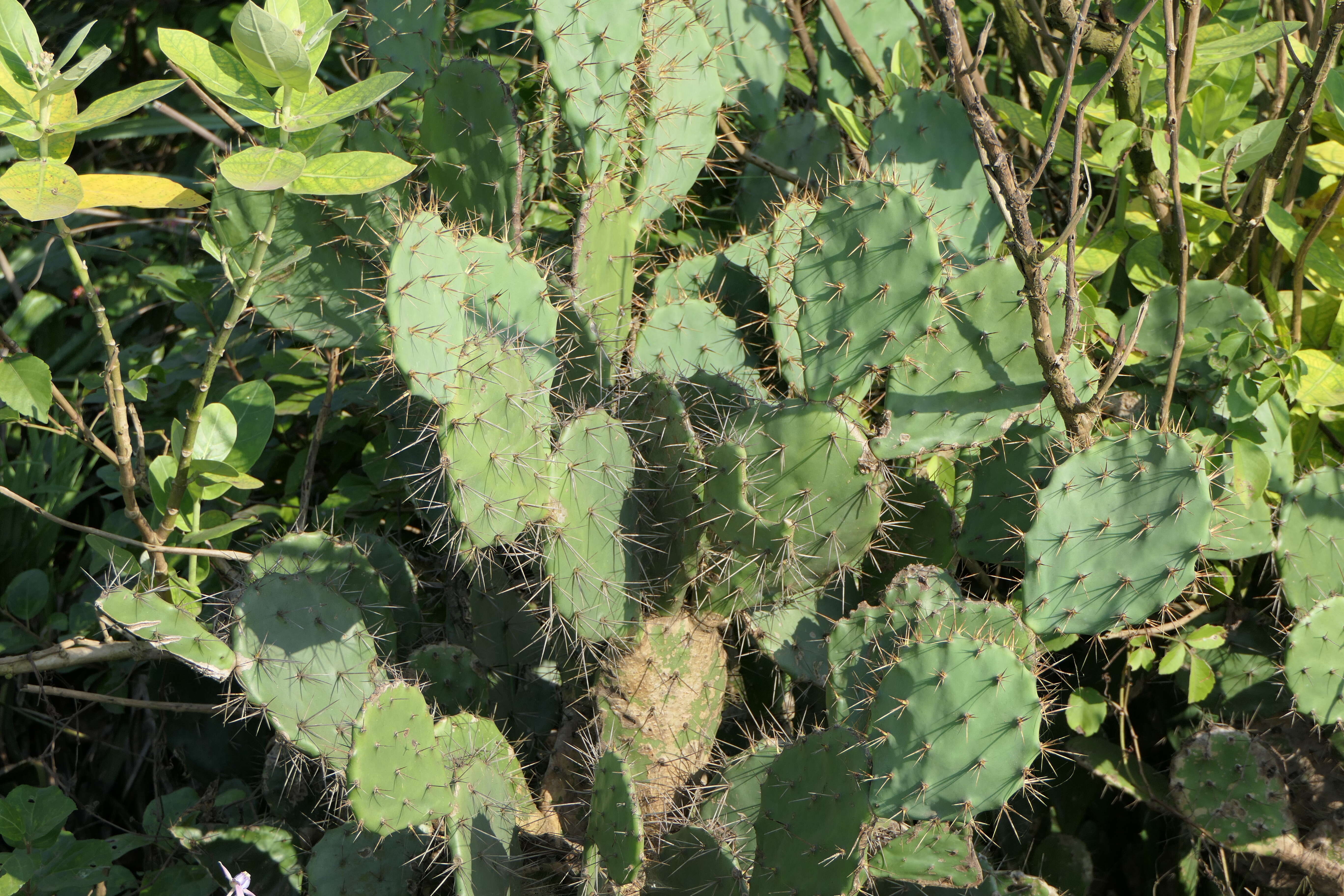 Imagem de Opuntia tuna (L.) Mill.