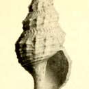 Image of Pleurotomella bureaui (Dautzenberg & H. Fischer 1897)