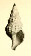 Plancia ëd Pleurotomella bureaui (Dautzenberg & H. Fischer 1897)