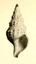 Image of Pleurotomella bureaui (Dautzenberg & H. Fischer 1897)