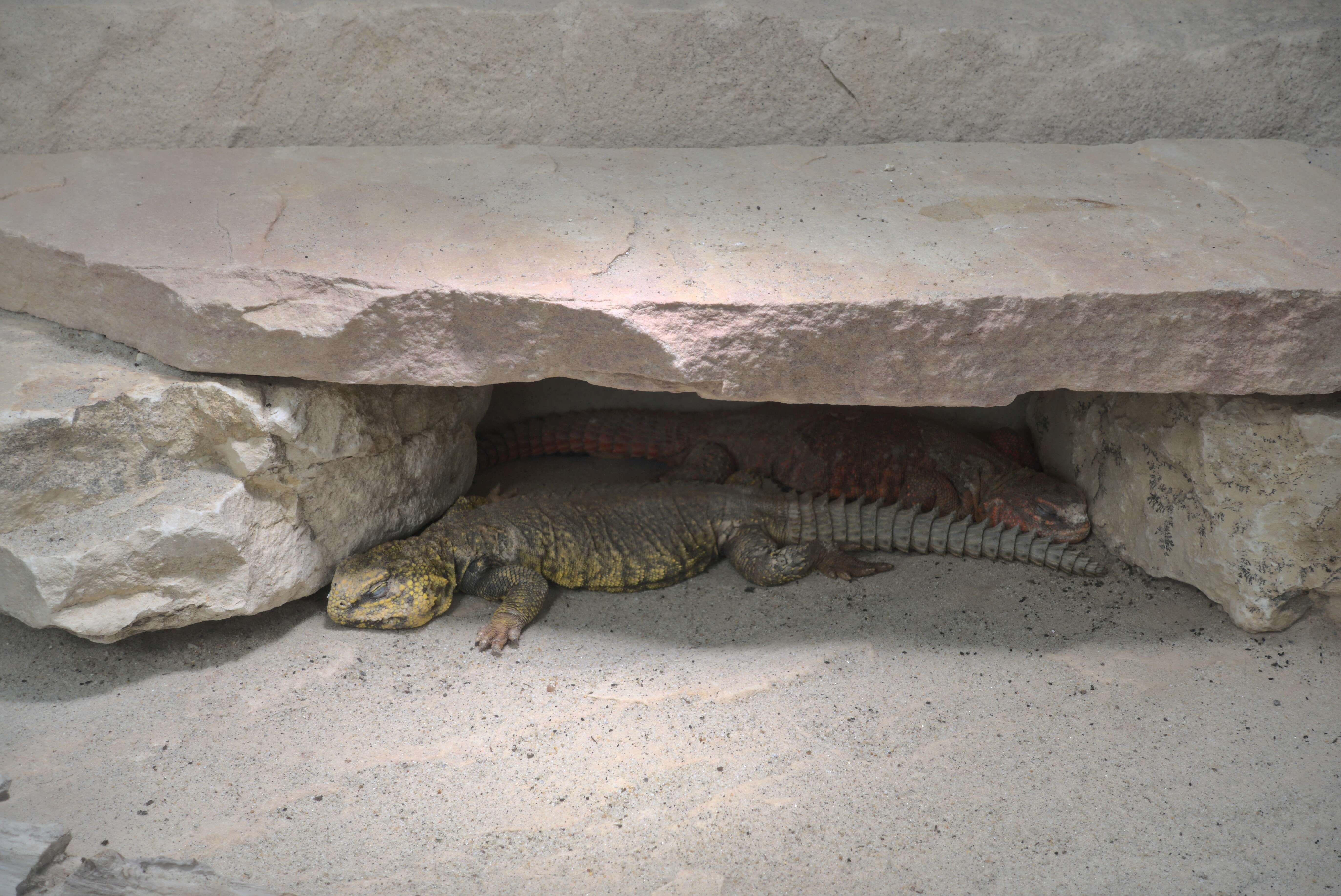 Image of Saharan spiny-tailed lizard