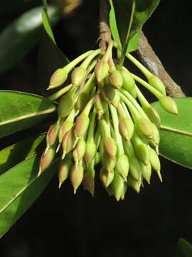 Image of Madhuca neriifolia (Moon) H. J. Lam